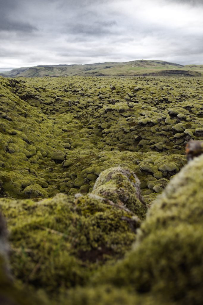 The Benefits of Icelandic Moss | About Iceland's Rich Plant Life