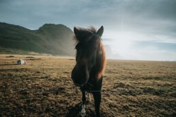 icelandic horse
