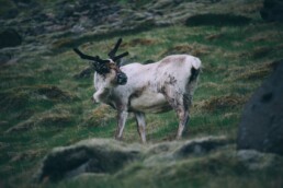 reindeer in Fjar&eth;abygg&eth;